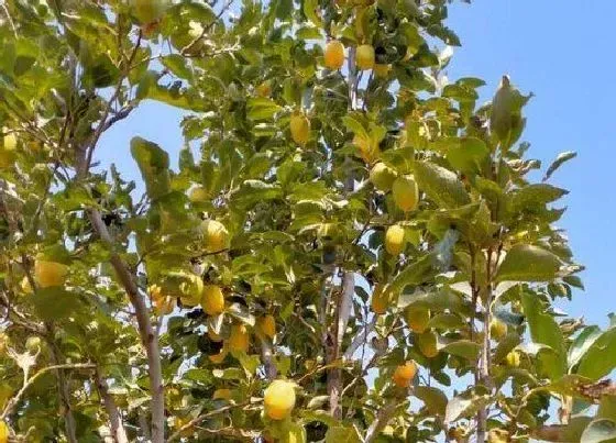 植物嫁接|柿子树的嫁接方法