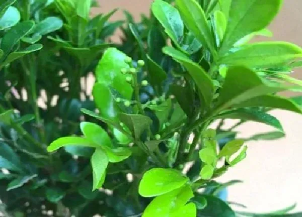 植物浇水|米兰花水浇多了怎么办