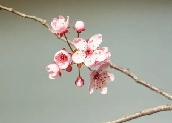 植物修剪|腊梅花怎么修剪方法