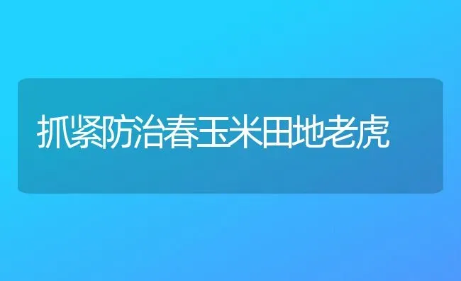 抓紧防治春玉米田地老虎 | 粮油作物种植