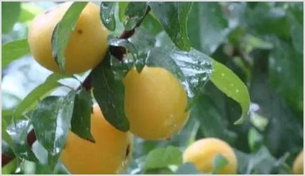 梅子成熟在几月 | 耕种资料