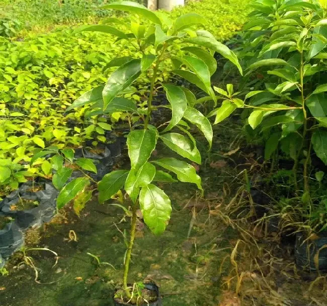 植物百科|香樟树一年能长多高 每年能长多少公分