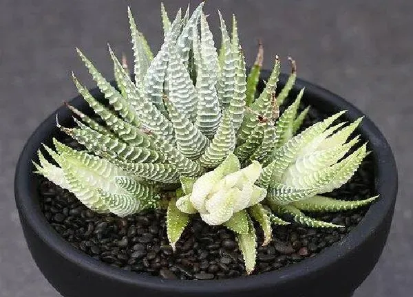 植物移栽|十二卷上盆时间与养护方法