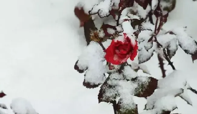 植物浇水|雪水浇花好不好（下雪化的水浇花有什么好处）