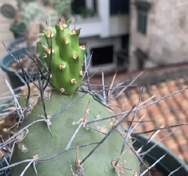 植物百科|仙人掌的生长过程观察日记（从出芽到半成片的变化）