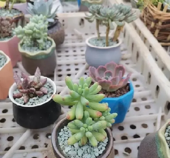 养殖科普|多肉植物能淋雨吗（养在室外的多肉淋雨了怎么办）