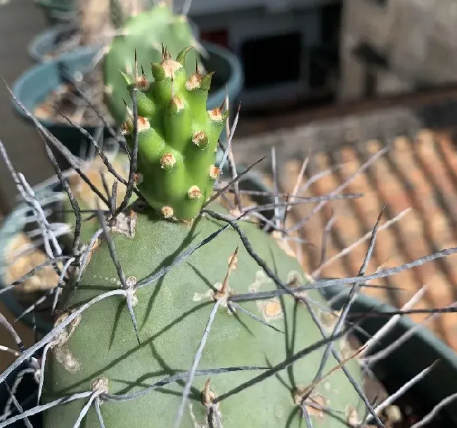 植物百科|仙人掌的生长过程观察日记（从出芽到半成片的变化）