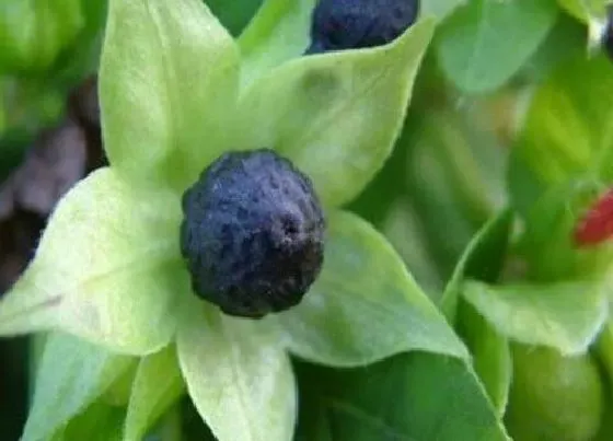 种植育种|粉豆花种子什么时候种植最好