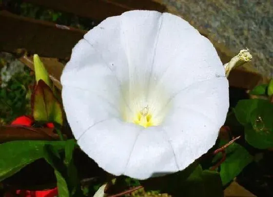 开花时间|月光花什么时候开花 一般几点开放