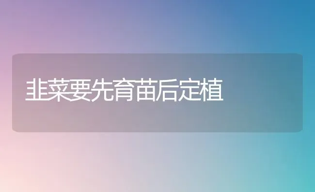 韭菜要先育苗后定植 | 蔬菜种植
