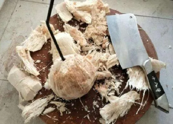 食用科普|椰子肉怎么剥离出来