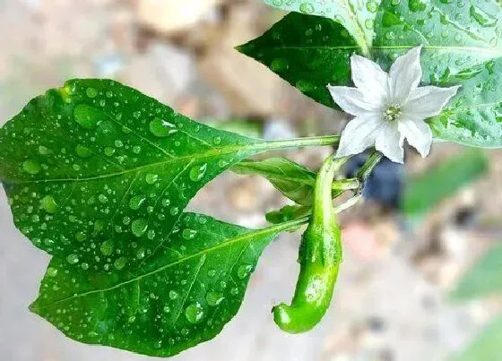 种植管理|辣椒开花期温度控制多少适宜，开花结果期要什么温度）