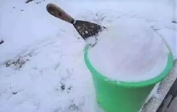 植物浇水|雪水浇花好不好（下雪化的水浇花有什么好处）