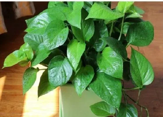 绿植|椰壳适合种什么植物