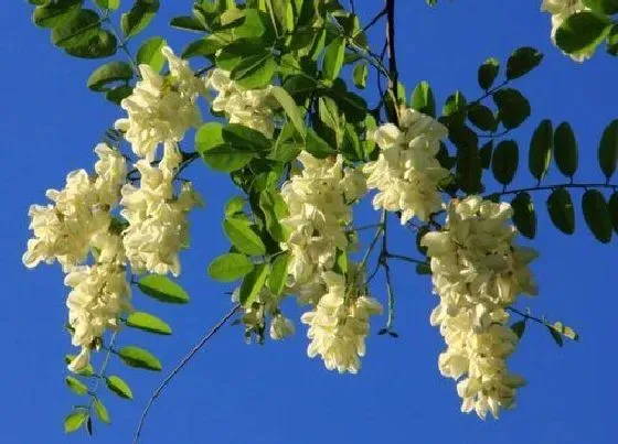 植物毒性|枚槐花有毒吗 可以放在室内养吗