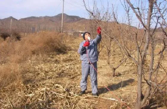 植物修剪|冬季李子如何修剪技巧，李子树冬天修剪方法及技术）