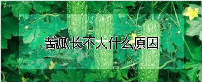 苦瓜长不大什么原因 | 自然知识