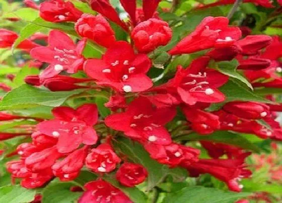 送花|高考送什么花合适
