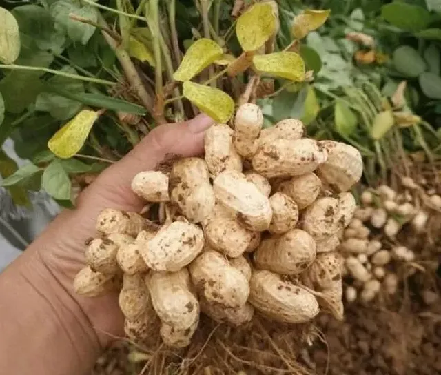 种植管理|种植花生高产的诀窍，花生增产的管理技术与种植要点）