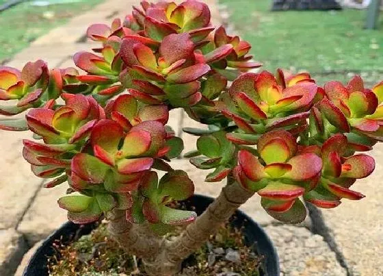 冬天植物|玉树耐寒的最低温度 玉树过冬承受最低是多少度
