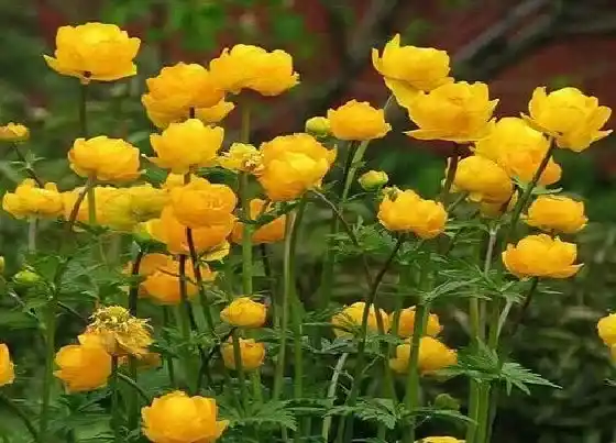 花卉百科|金莲花是哪个国家的国花