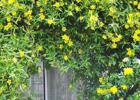 开花时间|香水茉莉什么时候开花 花期时间