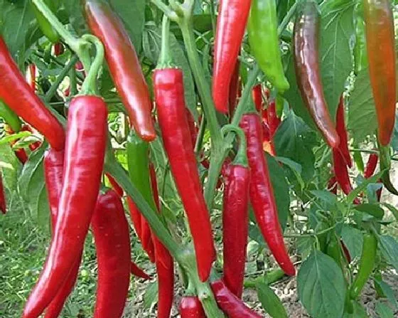 种植管理|干辣椒籽可以种吗