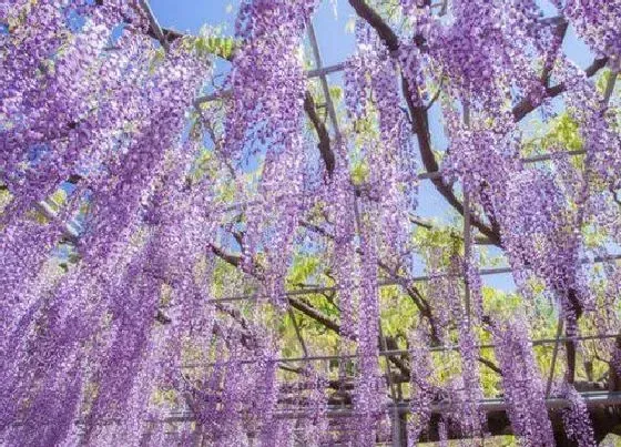 植物百科|紫藤夏天开花吗