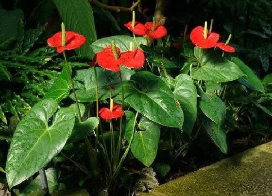 种植土壤|红掌可以地栽吗