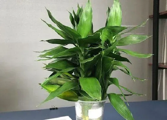 冬天植物|富贵竹耐寒吗