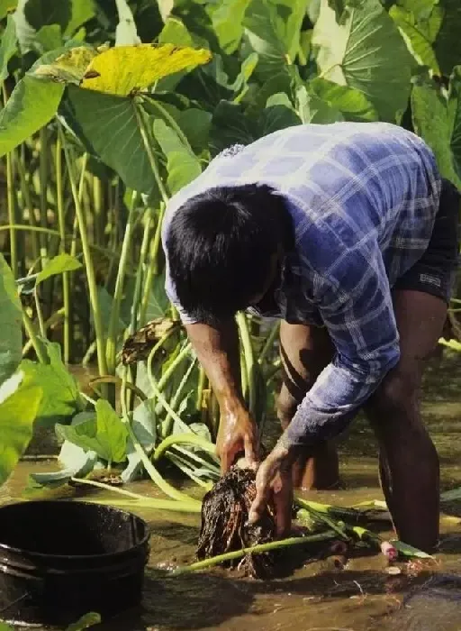 植物施肥|芋头什么时候施肥能高产量，芋头使用肥料名称及施肥时间）