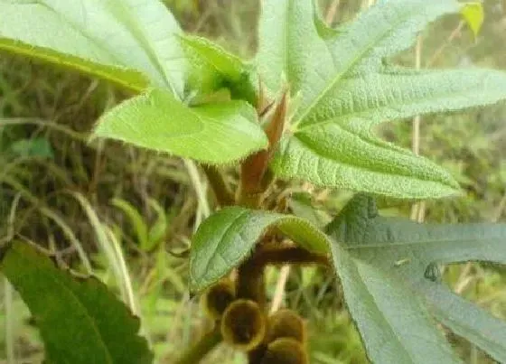 植物产地|五指毛桃产地在哪里