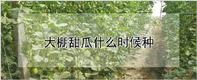 大棚甜瓜什么时候种 | 种植技术