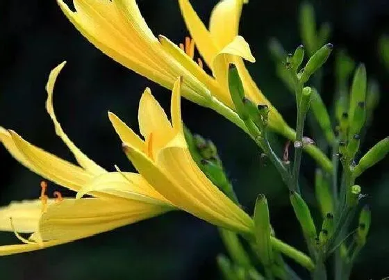 花卉百科|代表遗忘的花