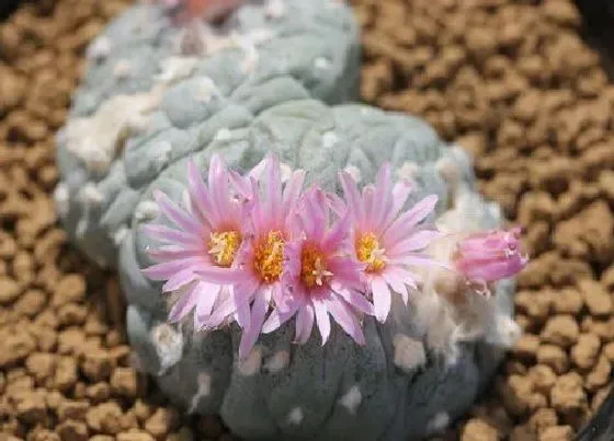 种植土壤|银冠玉配土方法与种植土壤