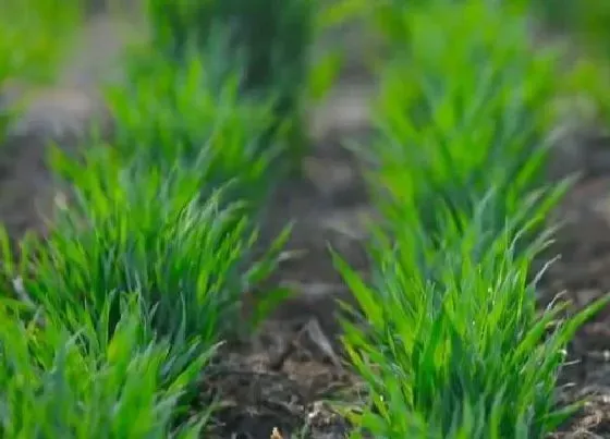 植物施肥|小麦返青肥用什么肥料好，小麦返青期追肥什么叶面肥好）