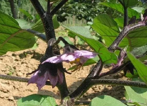 种植管理|移栽的茄子苗不见长怎么办，露地茄子苗生长缓慢原因）