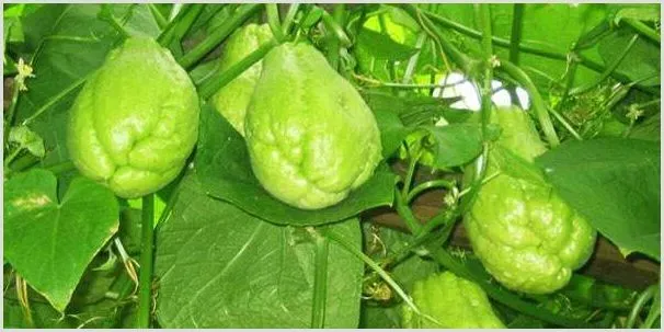 佛手瓜栽培技术6要点分析 | 养殖技术