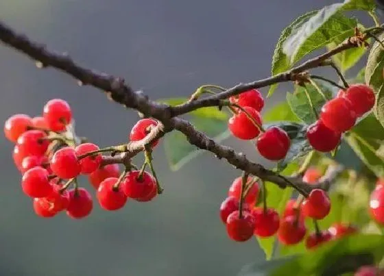 植物排行|小樱桃什么品种最好