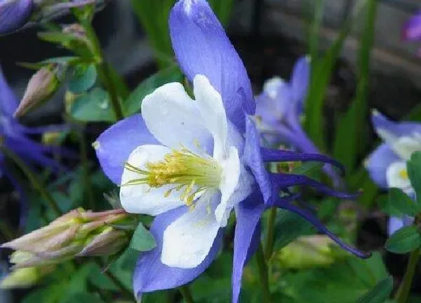 养殖科普|紫色花有哪些及花名 开紫色花的花卉品种名称及图片