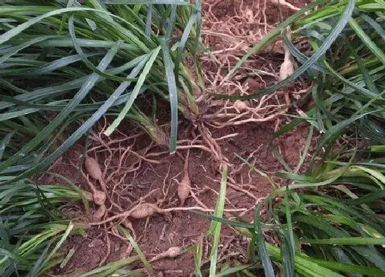 根部|麦冬的根是什么样子的