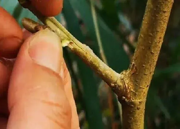 植物发芽|桑树芽接最佳时间和技术方法
