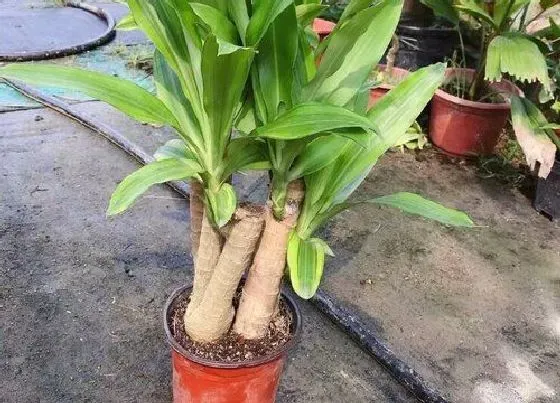 植物种类|巴西木是什么树种  属于天门冬科植物