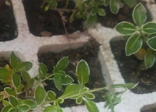 植物扦插|六月雪扦插时间和方法