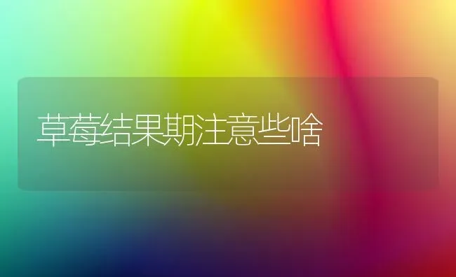 草莓结果期注意些啥 | 瓜果种植