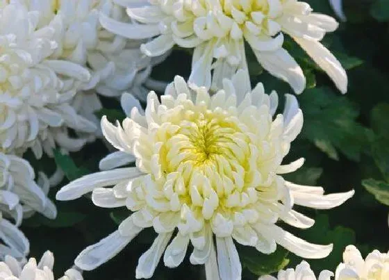 花语|烟花菊的花语和寓意