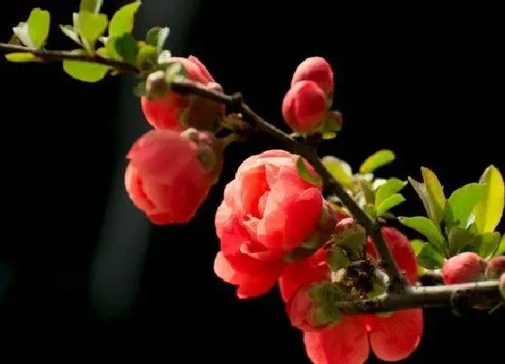 颜色花|长寿冠海棠花是什么颜色的
