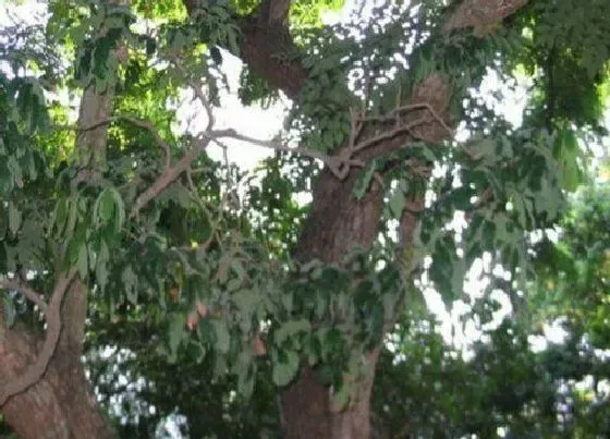 种植位置|黄花梨适合种在什么地方 适合在哪里生长