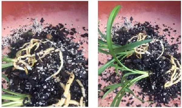 植物移栽|兰花多久服盆 一般多长时间服盆
