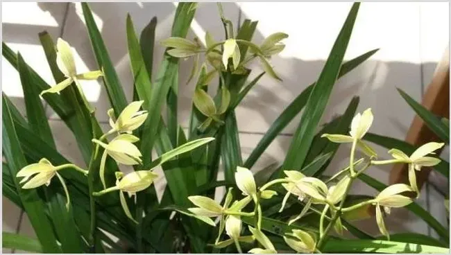 兰花夏季养护管理要点 | 种植技术